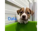 Adopt Data a Pit Bull Terrier, Mixed Breed