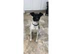 Adopt Rio a Rat Terrier