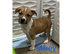 Adopt Mikey a Pit Bull Terrier, Mixed Breed