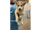 Adopt Dawson a German Shepherd Dog, Mixed Breed