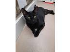 Adopt Nemo AND Tufti a Domestic Short Hair