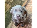 Labrador Retriever Puppy for sale in Chimacum, WA, USA