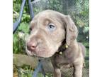 Labrador Retriever Puppy for sale in Chimacum, WA, USA