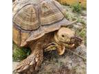 Adopt Toby a Turtle