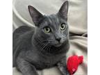 Adopt Milton a Domestic Short Hair