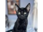 Adopt Pele a Domestic Short Hair