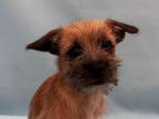 Adopt Kenickie a Terrier, Mixed Breed