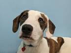 Adopt Connor a Catahoula Leopard Dog, Black Mouth Cur