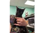 Adopt Mudstone a Domestic Short Hair