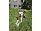 Adopt Cooper a Pit Bull Terrier, Australian Cattle Dog / Blue Heeler