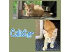 Adopt Calister a Domestic Short Hair