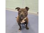 Adopt WIND a Pit Bull Terrier