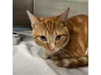 Adopt Tesla a Domestic Short Hair