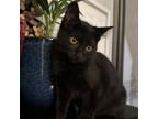 Adopt Gordon a Domestic Short Hair