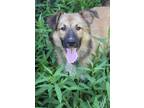 Adopt Dirk a Mixed Breed