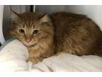 Adopt Oliver a Domestic Long Hair
