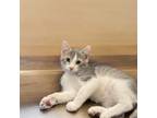 Adopt Hudson a Domestic Short Hair