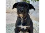 Adopt Jacks a Scottish Terrier, Schnauzer