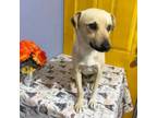 Adopt Solovino a Black Mouth Cur, Carolina Dog