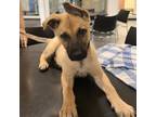 Adopt Pluto a Belgian Shepherd / Malinois