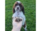 Adopt Gordon a Cocker Spaniel