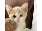 Adopt Starburst **FOSTER NEEDED** a Domestic Short Hair
