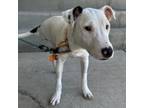 Adopt Nemo a Bull Terrier, Mixed Breed
