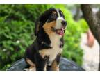 Bernese Mountain Dog Puppy for sale in Fort Wayne, IN, USA