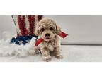 Mutt Puppy for sale in Kirksville, MO, USA