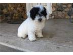 Mutt Puppy for sale in Evansville, IN, USA