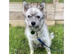 Adopt Deeprunner a Mixed Breed