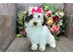 Havanese Puppy for sale in Fort Wayne, IN, USA