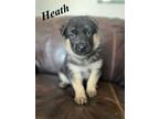 Adopt Heath a German Shepherd Dog