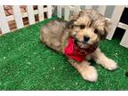 Mutt Puppy for sale in Fort Smith, AR, USA