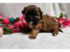Zuchon Puppy for sale in Springfield, MO, USA