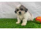 Zuchon Puppy for sale in Springfield, MO, USA