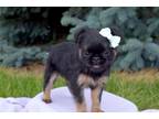 Brussels Griffon Puppy for sale in Fort Wayne, IN, USA