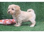 Maltipoo Puppy for sale in Springfield, MO, USA