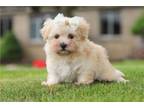Maltipoo Puppy for sale in Canton, OH, USA
