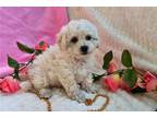 Bichon Frise Puppy for sale in Springfield, MO, USA