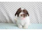 Havanese Puppy for sale in Fort Worth, TX, USA