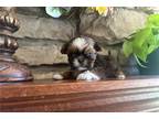 Shih Tzu Puppy for sale in Salina, KS, USA