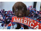 Labrador Retriever Puppy for sale in Fayetteville, AR, USA