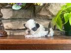 Shih Tzu Puppy for sale in Salina, KS, USA