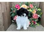 Havanese Puppy for sale in South Bend, IN, USA