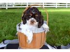 Cocker Spaniel Puppy for sale in South Bend, IN, USA