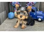 Yorkshire Terrier Puppy for sale in Fort Wayne, IN, USA