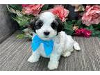 Havanese Puppy for sale in Fort Wayne, IN, USA