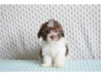 Havanese Puppy for sale in Fort Worth, TX, USA