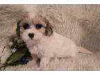 Maltipoo Puppy for sale in Springfield, MO, USA